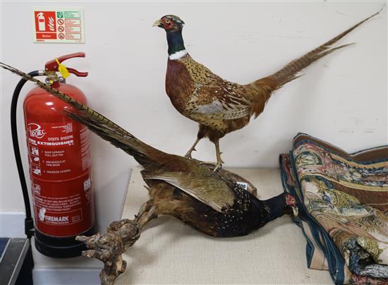 A pair of taxidermic pheasants